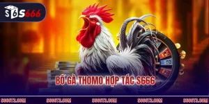 Bồ gà thomo hợp tác S666