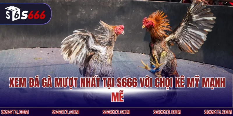 Xem đá gà mượt nhất tại s666 với chọi kê Mỹ mạnh mẽ